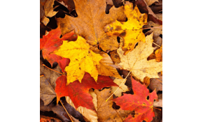 Wie kann ich diesen Herbst Energie sparen? Wie kann ich diesen Herbst Energie sparen?